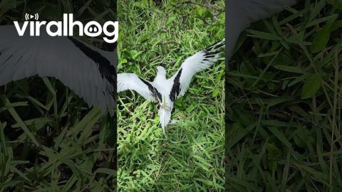 Man Helps Stuck Bird || ViralHog