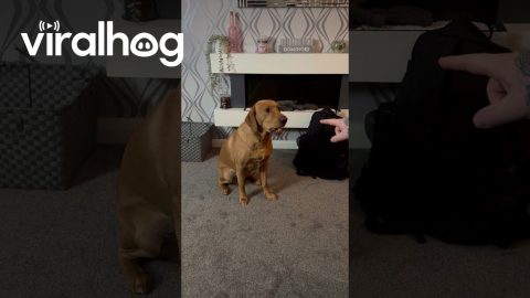 Honest Dog Spits Out Spring Roll || ViralHog