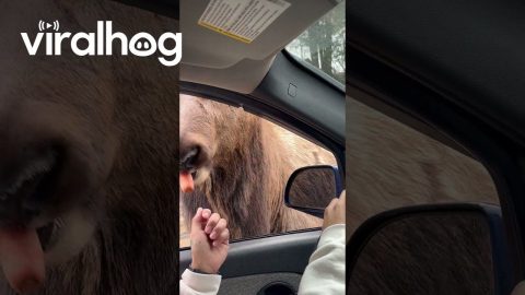 Young Elk Inspects Car || ViralHog