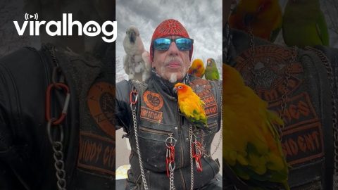 Birds Of Anarchy || ViralHog