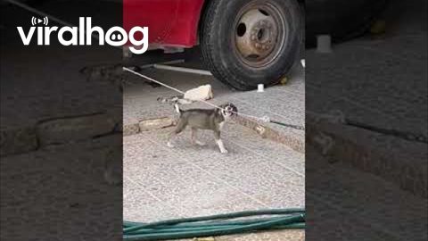 Puppy Tries To Chew Through His Friend's Leash || ViralHog