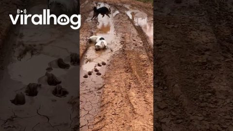 Dog Dives Straight Into Mud || ViralHog