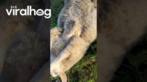 What to Do If You See a Sheep Stuck on Its Back || ViralHog