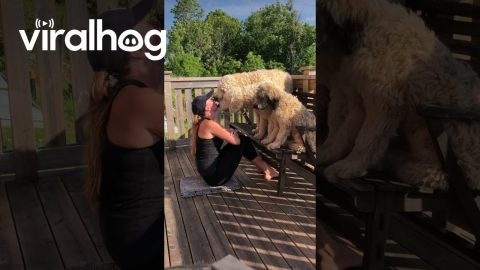 Trio of Goldendoodles Provide Workout Motivation || ViralHog