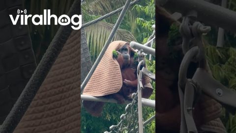 Orangutans Shelter From Rainstorm || ViralHog