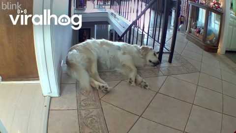 Golden Retriever's Big Stretch Goes Wrong || ViralHog