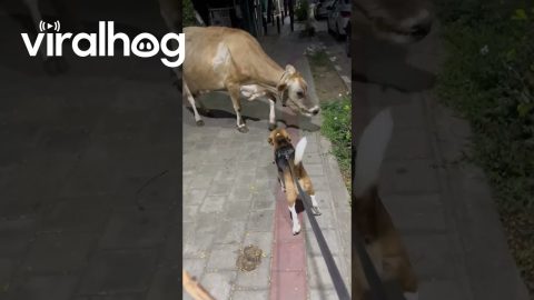 Beagle Meets a Cow || ViralHog