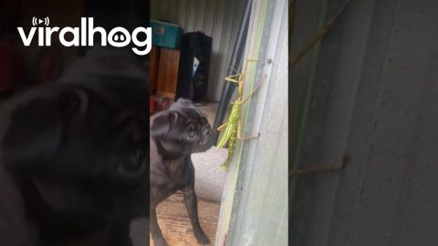 Man Finds Massive Stick Bug in Backyard || ViralHog