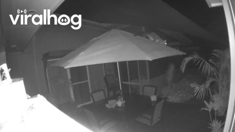 Nighttime Umbrella Walker Goes Round And Round || ViralHog