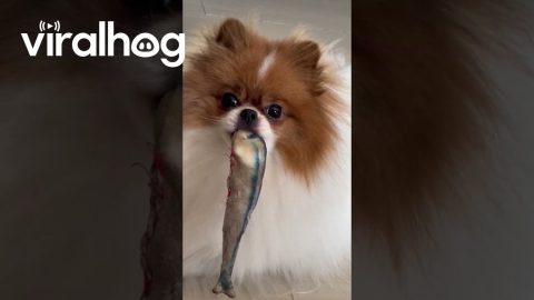 Belle the Pup Nibbling on Toy Doesn't Like Being Watched || ViralHog