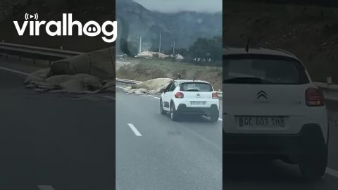 French Paratrooper Soldier Lands on Highway || ViralHog