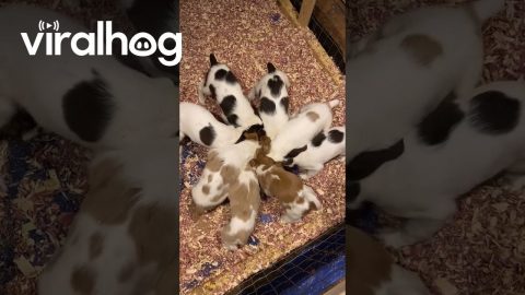 Pinwheel Of Brittany Puppies || ViralHog