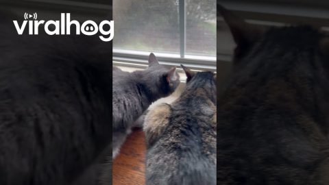 Curious Cats Look Out Window Cracked Open || ViralHog