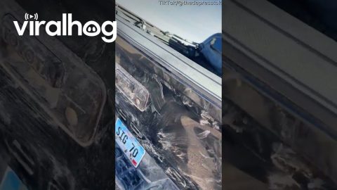 Bison Licks Road Salt Off Man's Pickup || ViralHog