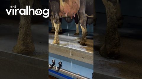 Dog Drinks Milk Straight From the Cow || ViralHog