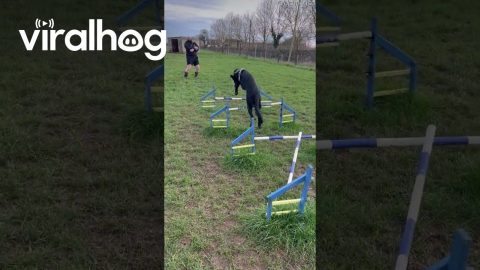 No Coordination for This Dog || ViralHog