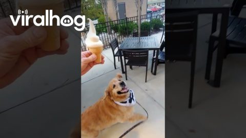 Stanley Devours Ice Cream in One Bite || ViralHog