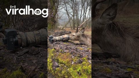 Deer Gets Up Close and Personal With Photographer's Lens || ViralHog