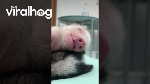 Sleeping Micro Pig Siblings Cuddle || ViralHog