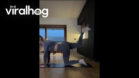 Cat Goes Crazy During Home Workout || ViralHog