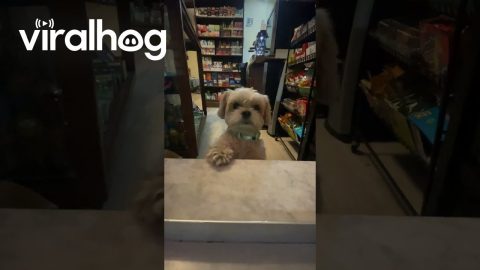 Working Like A Dog || ViralHog