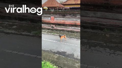 Masked Dog On A Mission || ViralHog