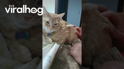 Cat's Puts Its Tail in an Odd Spot || ViralHog