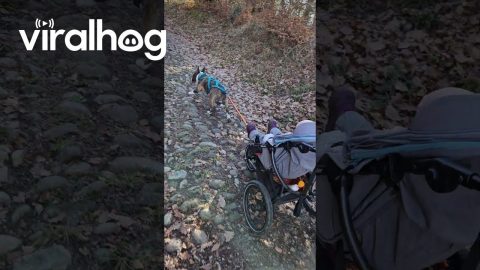 Bull Terrier Pulls Baby Stroller || ViralHog