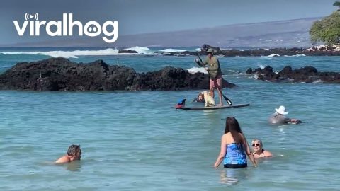 Adorable Pup Rides on a Paddleboard With His Human || ViralHog