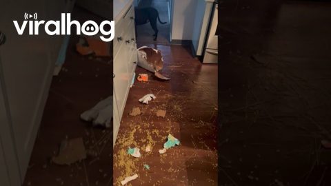 Dog Opens Gourmet Pasta Delivery || ViralHog