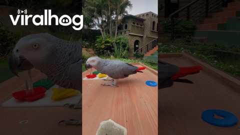 Parrot Stacks Items Based on Color and Shape || ViralHog