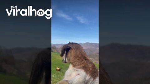Baby Goat Wears Clip-On Earrings || ViralHog