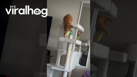 Clumsy Cat Falls Off Her Cat Tree || ViralHog