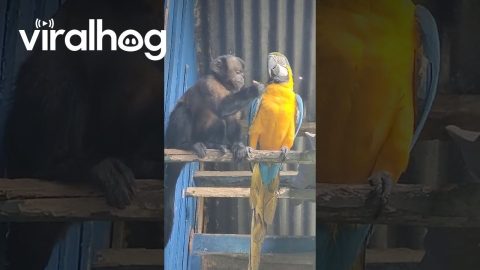 Monkey Feeds Macaw Parrot || ViralHog