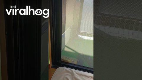 Turtle Opens Sliding Door || ViralHog