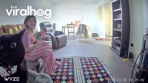 Cat Stares Into Camera || ViralHog