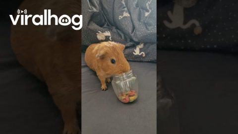 Guinea Pig Scatters Treats || ViralHog
