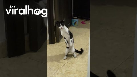 Eavesdropping Cat || ViralHog