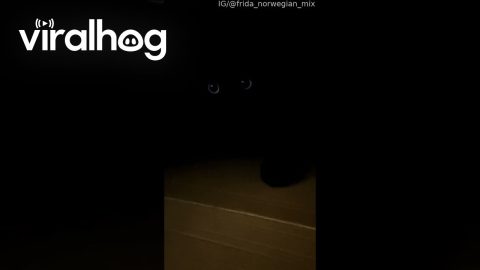 Void Cat's Green Eyes Shine in the Dark || ViralHog