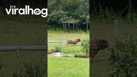 Bull Makes a Back Scratcher || ViralHog