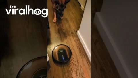 German Shepherd Tries To Get Robot Vacuum to Play Ball || ViralHog