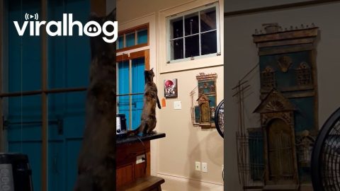 Cats Spot Each Other || ViralHog