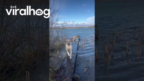 Neither Labrador Has A Braincell || ViralHog