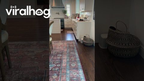 Iguana Sprints Across House || ViralHog