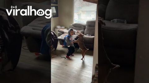 Boy Dances With His Dog || ViralHog