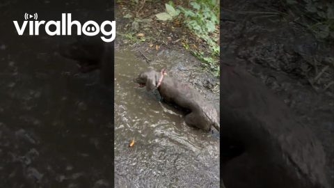 Chocolate Lab Goes Mud Snorkeling || ViralHog