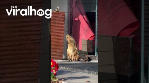 Sea Lion Pup Sunbathes In San Diego || ViralHog