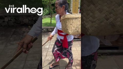 Monkey Caught Destroying Moped Seat || ViralHog
