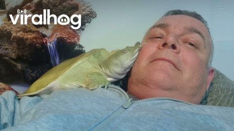 Affectionate Softshell Turtle Cuddles || ViralHog