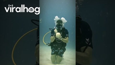 Diver Cracks Open Ostrich Egg Underwater || ViralHog